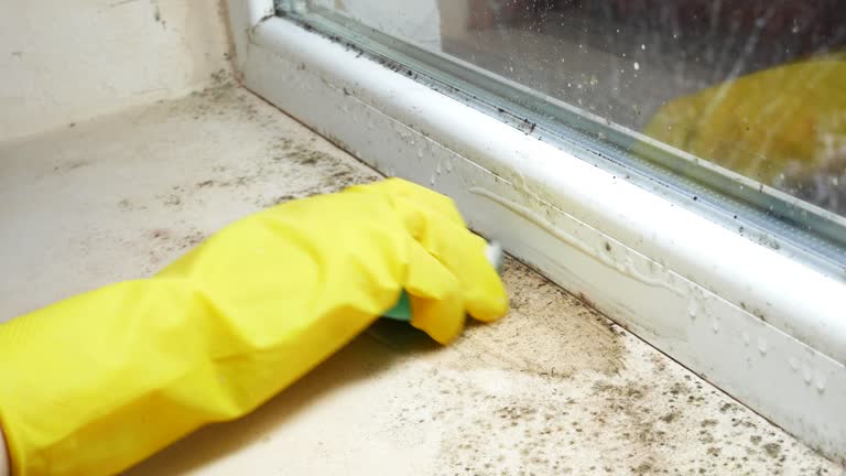 Why You Should Choose Our Mold Remediation Services in Orangeburg, SC